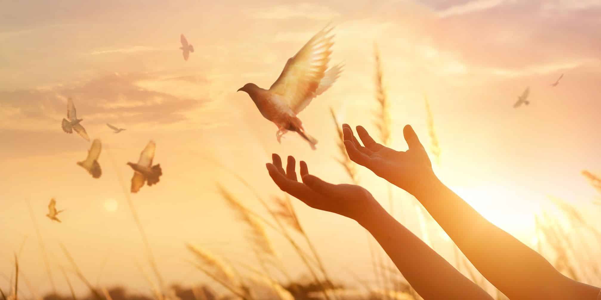 inspirational photo of bird flying by a person's hands - serenity prayer